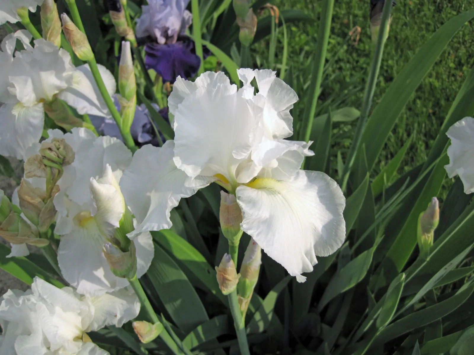 Bearded Iris (Iris X Germanica Hybrids) — although consistent moisture is important during the blooming season; they bloom mainly in late spring to, image 62