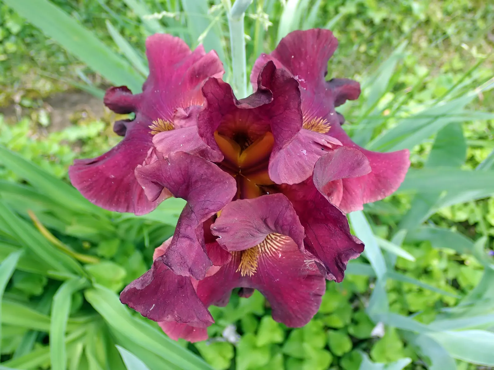 Bearded Iris (Iris X Germanica Hybrids) — transcending into whites and even bi-colors.<br><br>With a hardiness spanning USDA zones 3 through 10, image 124