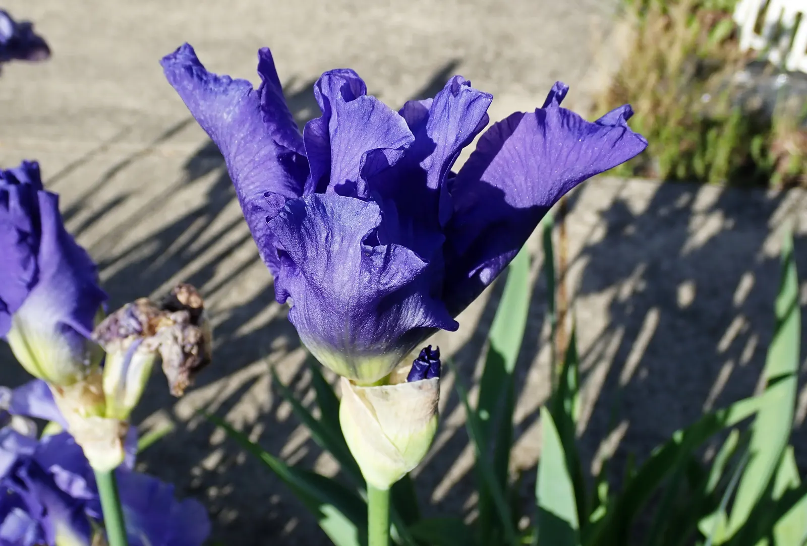 Bearded Iris (Iris X Germanica Hybrids) — perennial for full or half; bearded Irises are an outstanding addition to a garden where form and, image 184