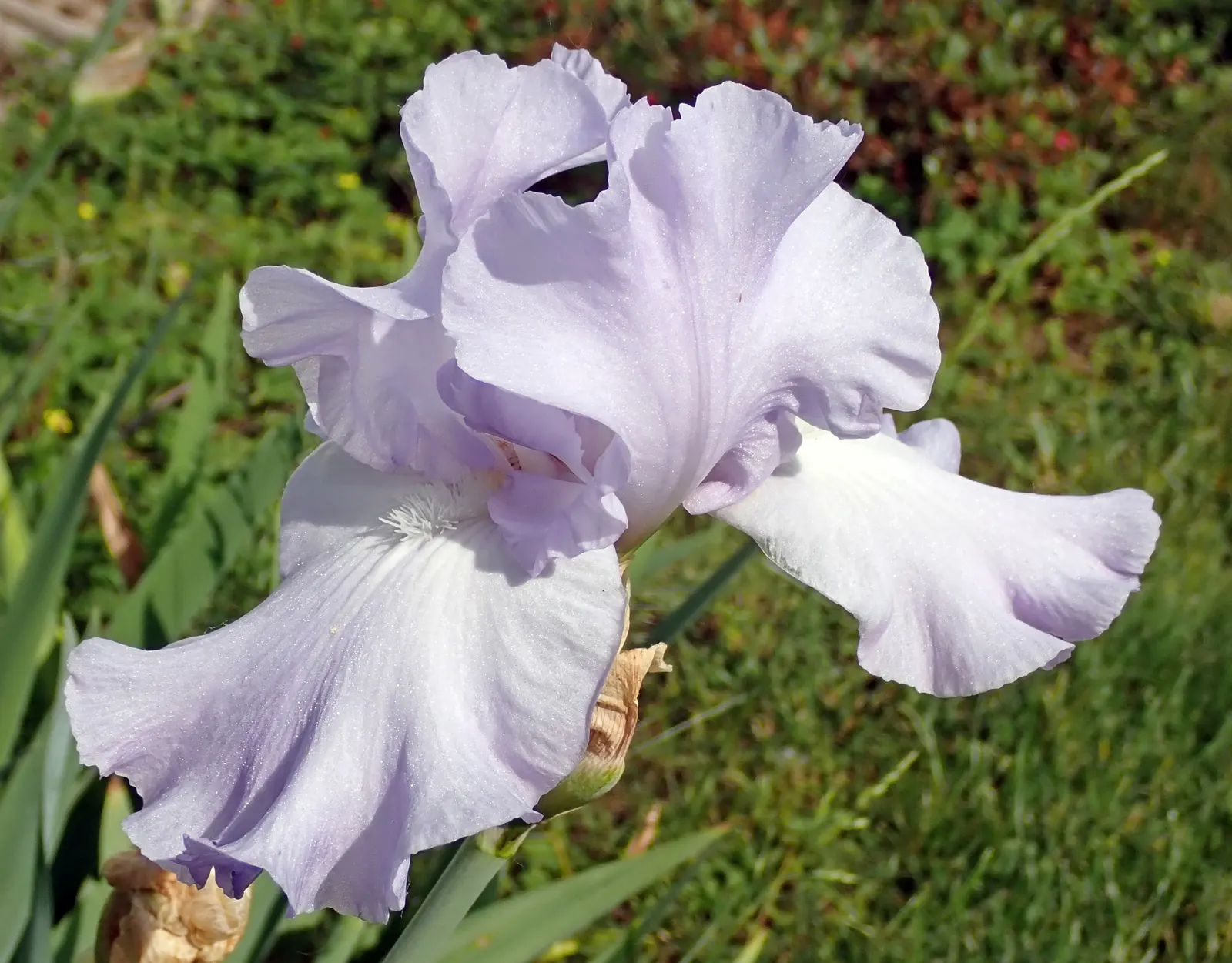 Bearded Iris (Iris X Germanica Hybrids) — perennial with yellow blooms; growing to heights of roughly 18 to 36 inches with a spread up to 24 inches, image 183