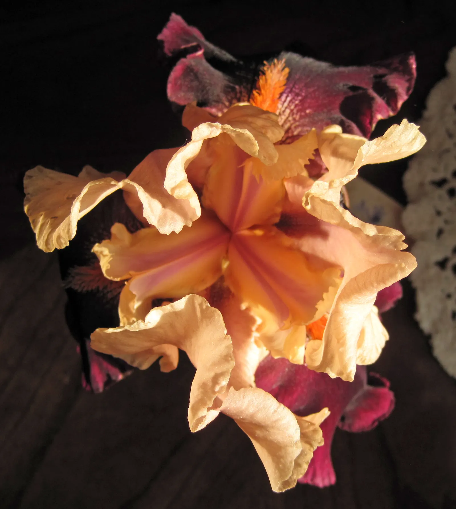 Bearded Iris (Iris X Germanica Hybrids) — requiring a minimum of six hours of direct sunlight a day to bloom profusely; available in a wide color, image 172