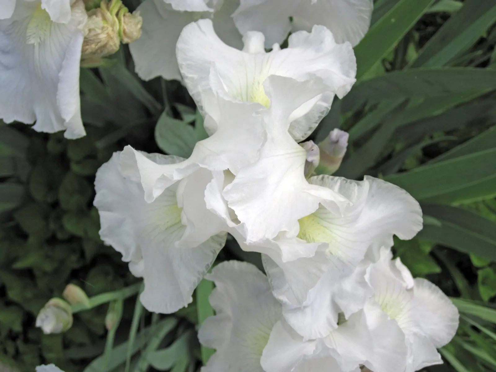 Bearded Iris (Iris X Germanica Hybrids) — This perennial features lush