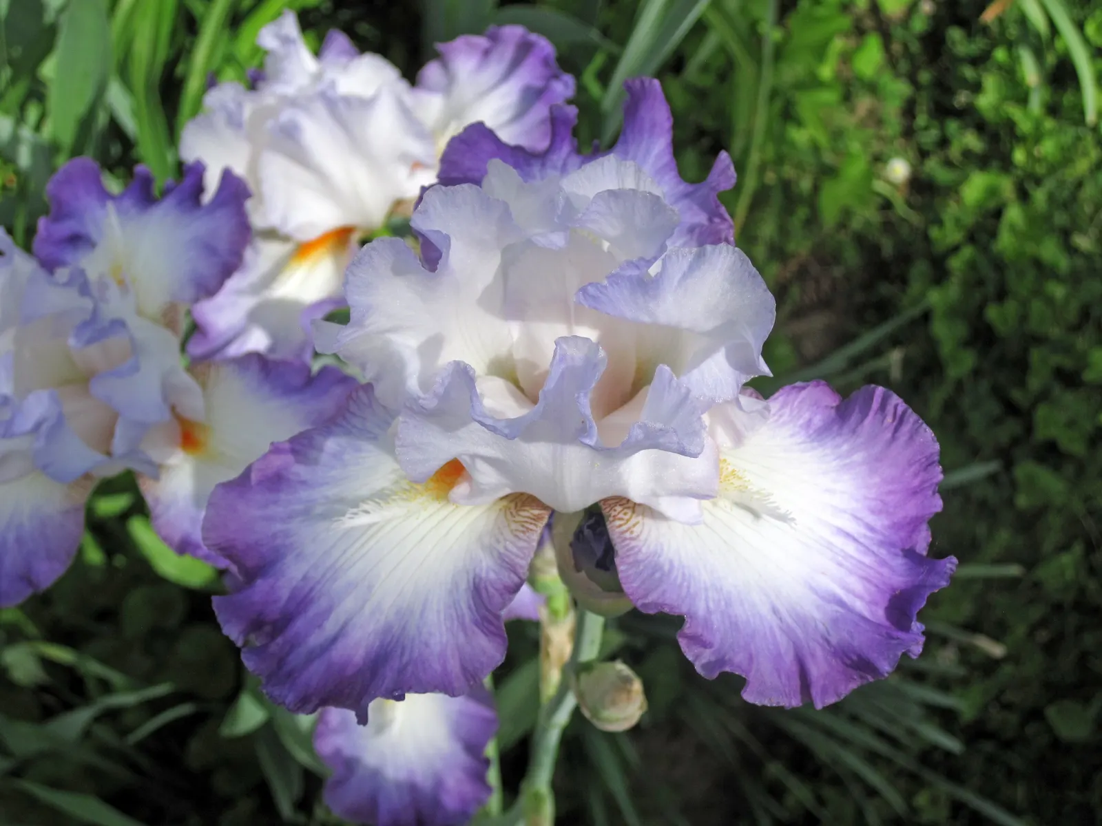Bearded Iris (Iris X Germanica Hybrids) — <br><br>Bearded Irises are also relatively drought-tolerant once established; the Bearded Iris flourishes, image 61