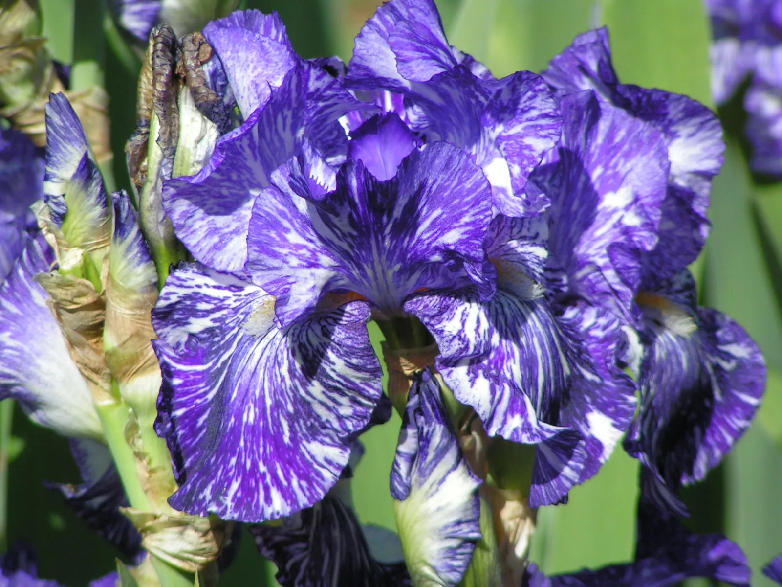 Bearded Iris (Iris X Germanica Hybrids) — They bloom mainly in late spring to early summer; bearded Iris (Iris x germanica Hybrids) graces gardens, image 63