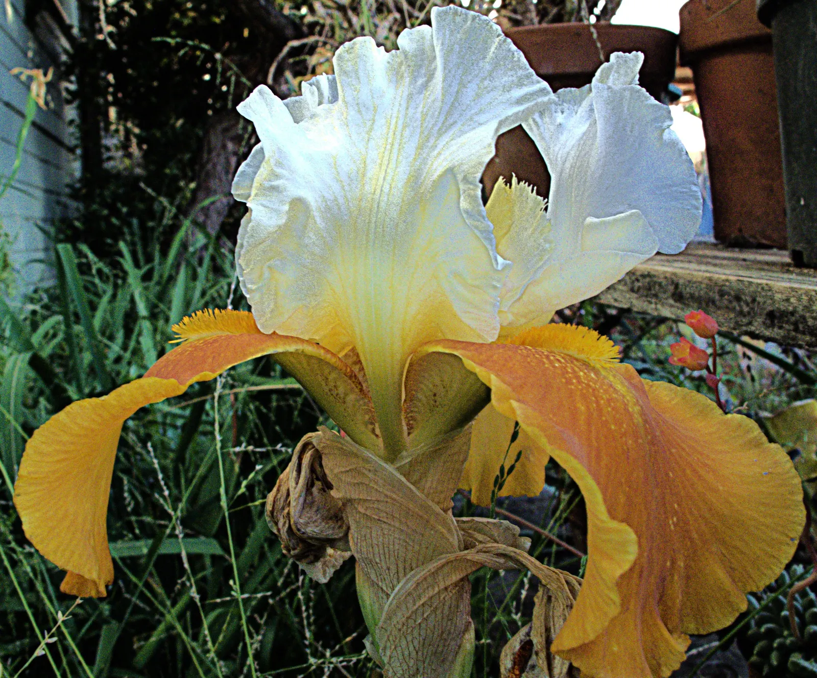 Bearded Iris (Iris X Germanica Hybrids) — requiring a minimum of six hours of direct sunlight a day to bloom profusely; available in a wide color, image 103
