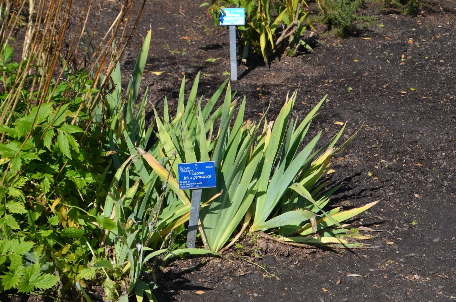 Bearded Iris (Iris X Germanica Hybrids) — Bearded Irises are an outstanding addition to a garden where form and function are desired in equal, image 89