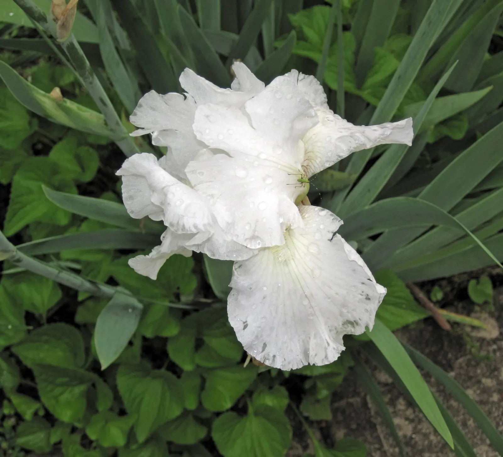 Bearded Iris (Iris X Germanica Hybrids) — Blooming in late spring, they provide a stunning focal point
