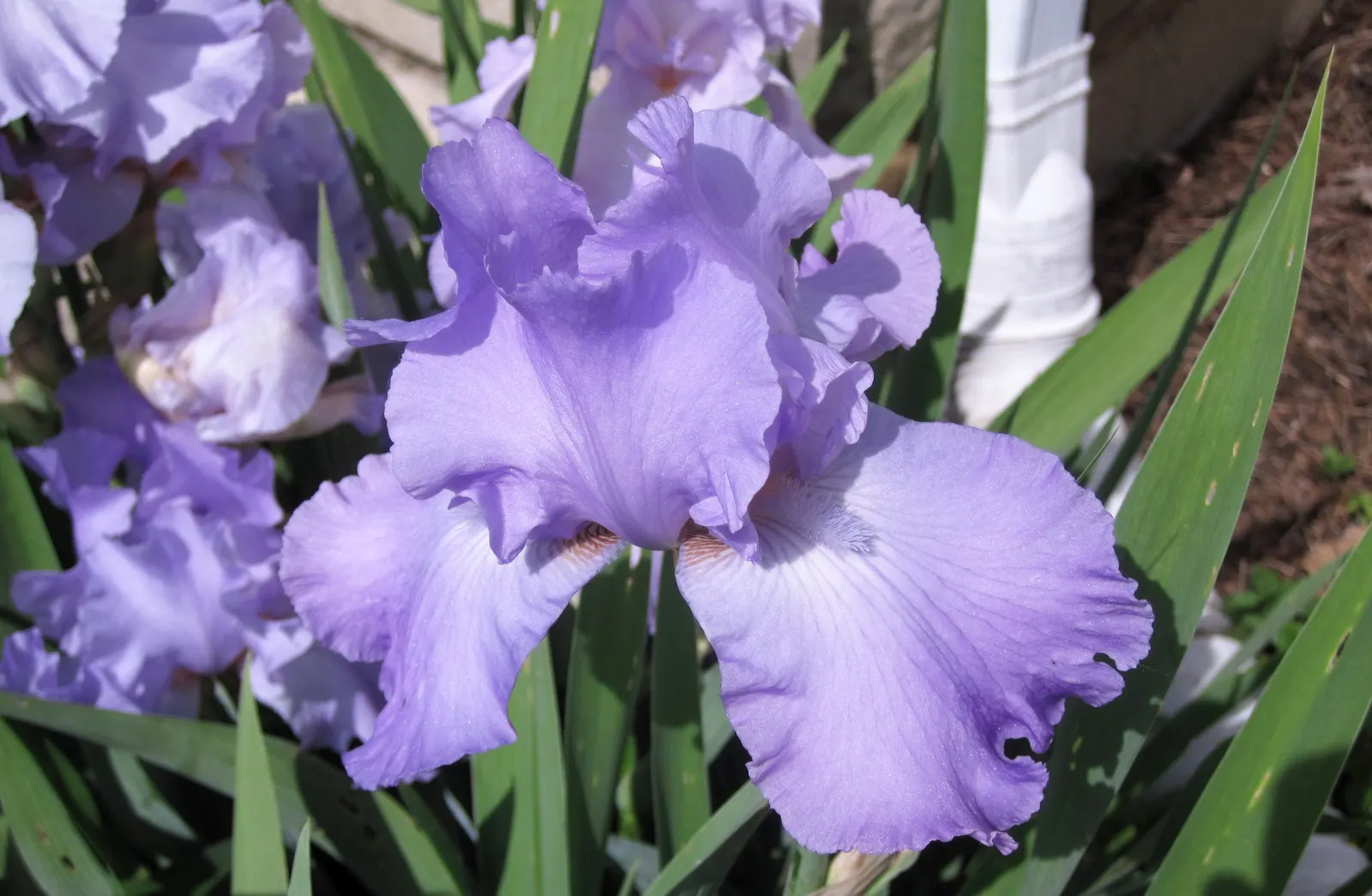 Bearded Iris (Iris X Germanica Hybrids) — perennial with yellow blooms; growing to heights of roughly 18 to 36 inches with a spread up to 24 inches, image 114