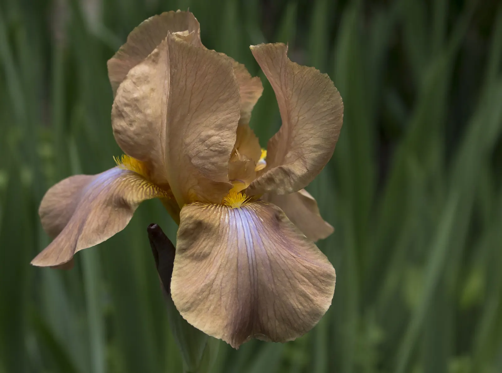 Bearded Iris (Iris X Germanica Hybrids) — This perennial features lush; requiring a minimum of six hours of direct sunlight a day to bloom profusely, image 117