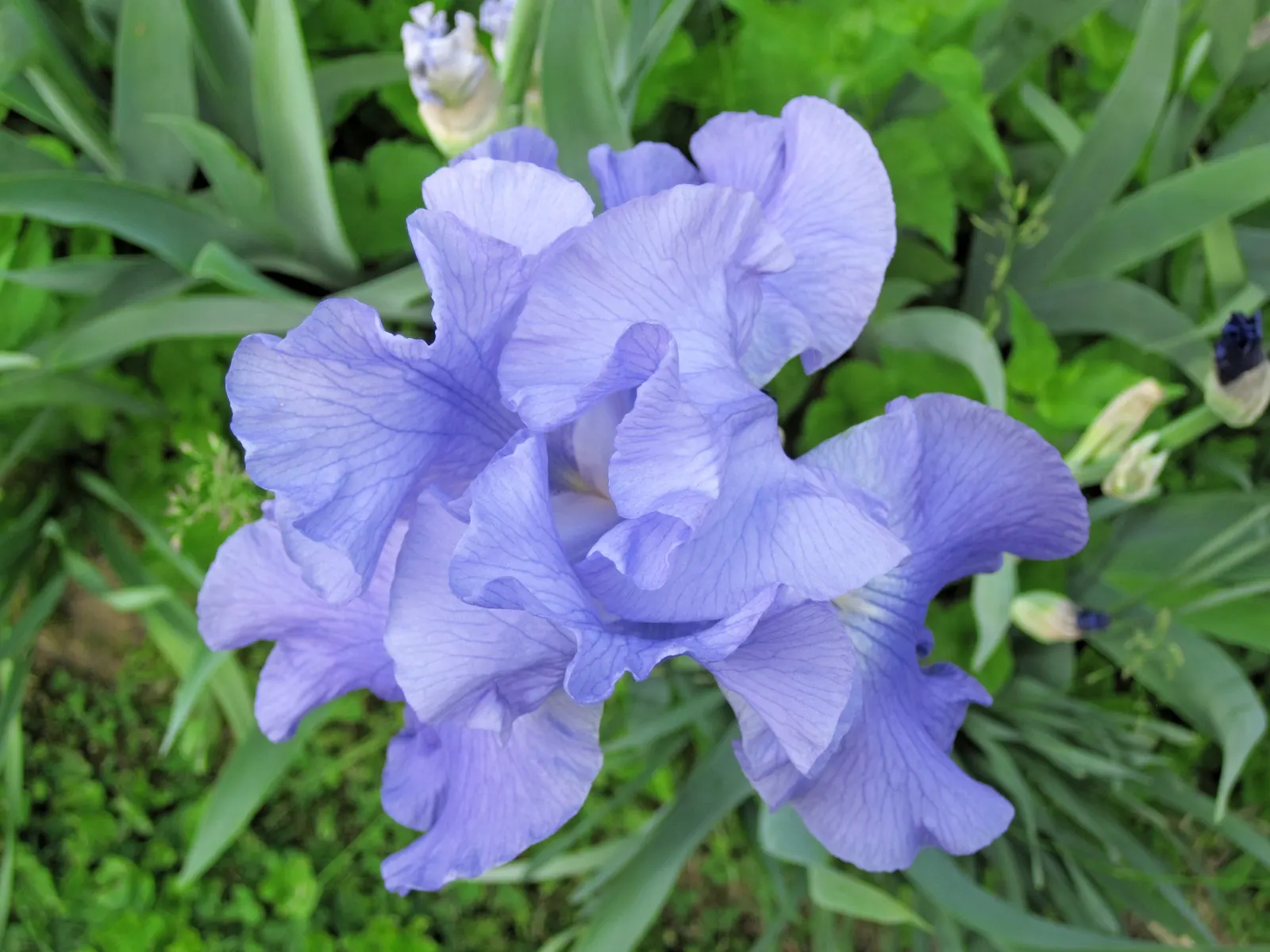 Bearded Iris (Iris X Germanica Hybrids) — with some varieties offering a secondary bloom in late summer to fall