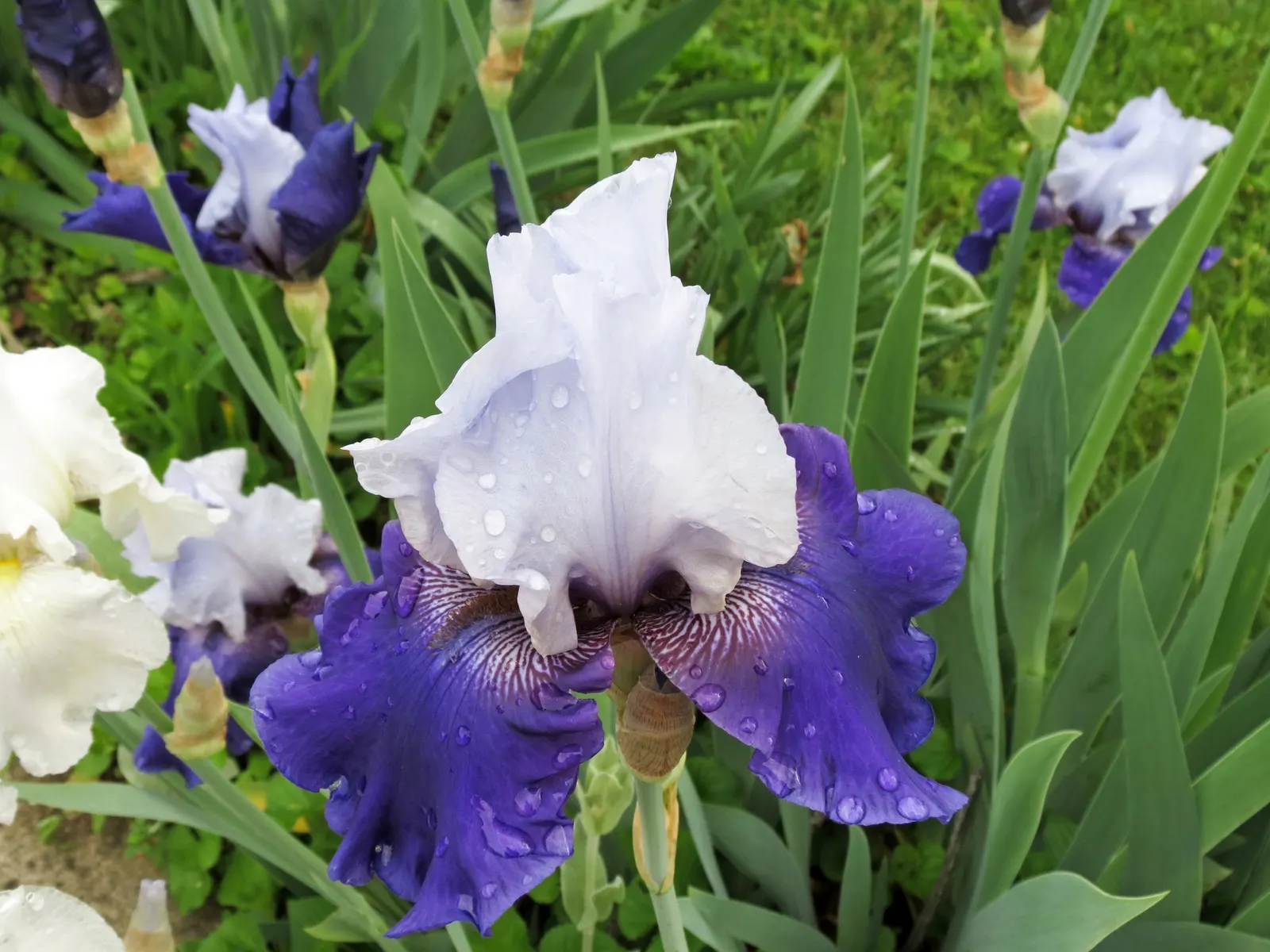 Bearded Iris (Iris X Germanica Hybrids) — although consistent moisture is important during the blooming season; they bloom mainly in late spring to, image 131