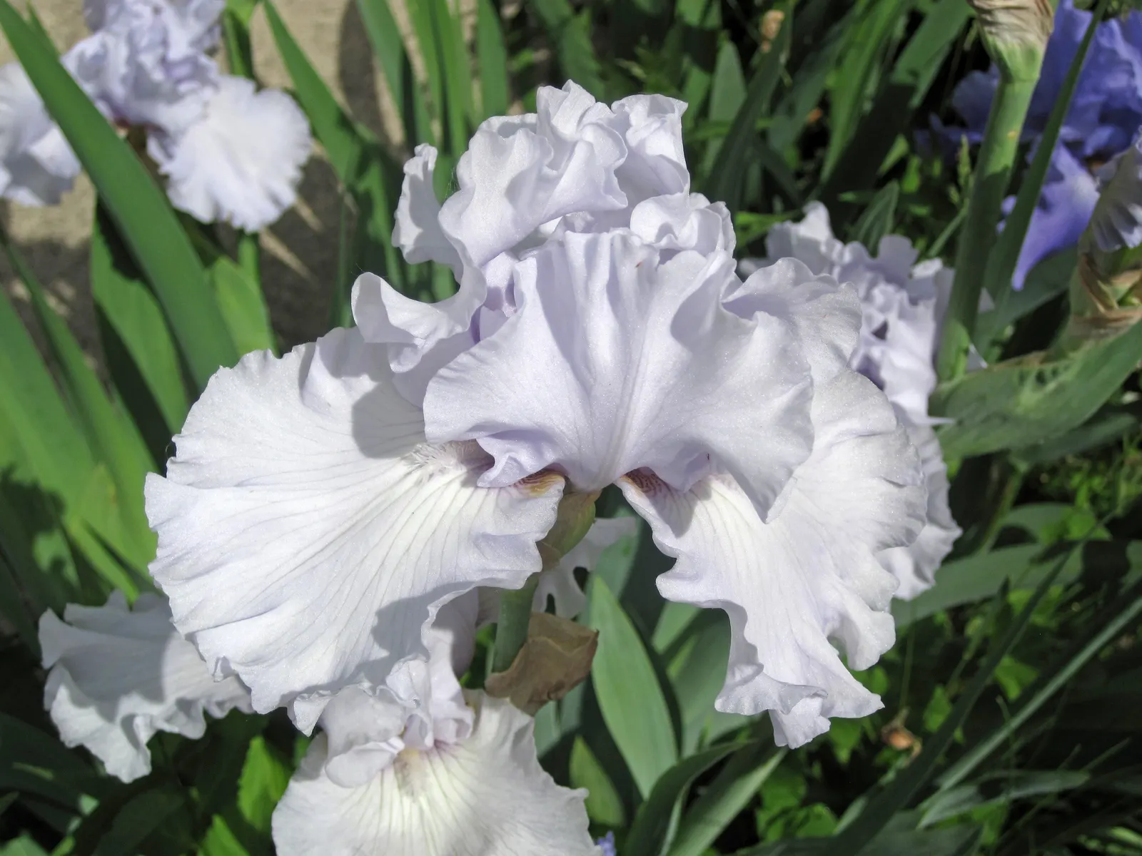 Bearded Iris (Iris X Germanica Hybrids) — although consistent moisture is important during the blooming season; they bloom mainly in late spring to, image 154