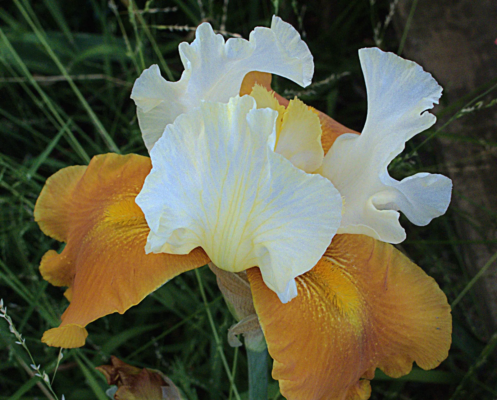 Bearded Iris (Iris X Germanica Hybrids) — Zones 3-9 are ideal for cultivation; perennial for full or half, image 99