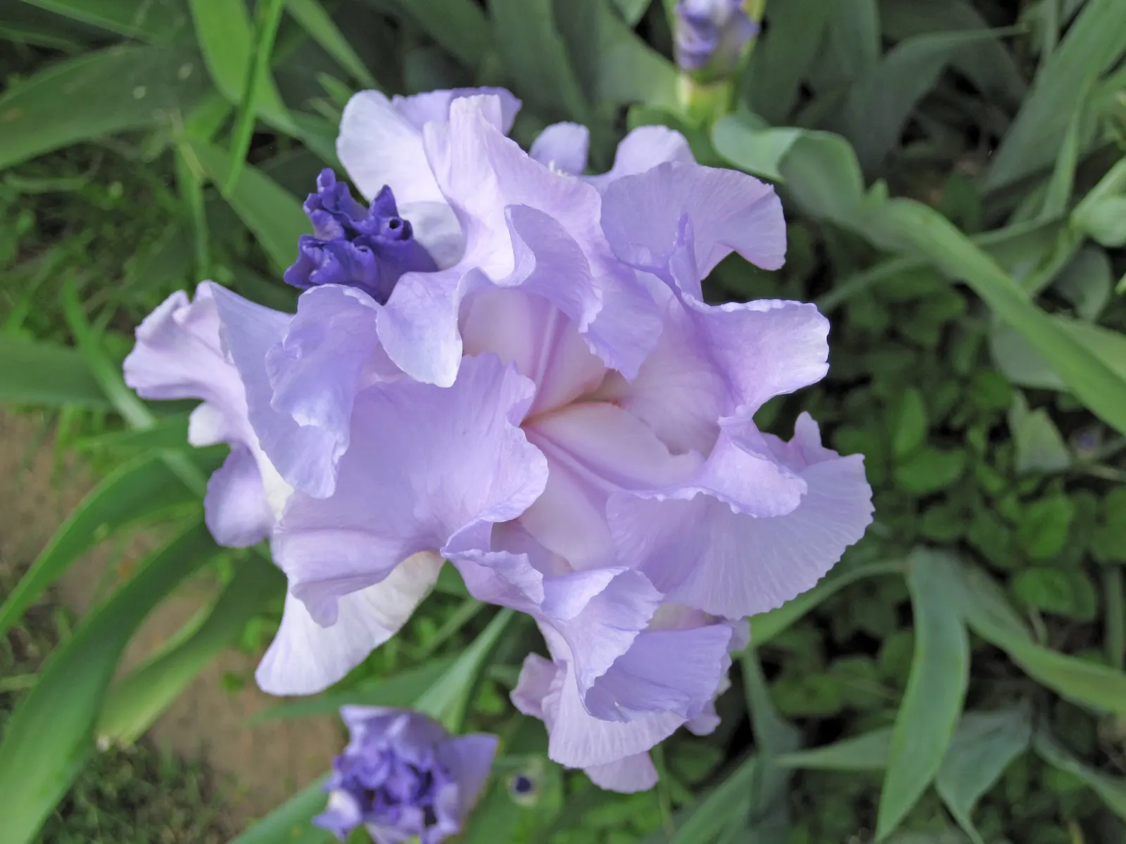 Bearded Iris (Iris X Germanica Hybrids) — Bearded Iris (Iris x germanica Hybrids) graces gardens with its striking blooms atop 18-36 inch tall, image 162