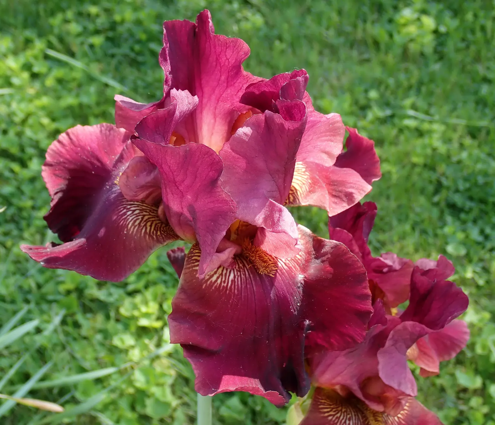 Bearded Iris (Iris X Germanica Hybrids) — the Bearded Iris flourishes in full sun exposure; yellow flowers in the garden, image 194