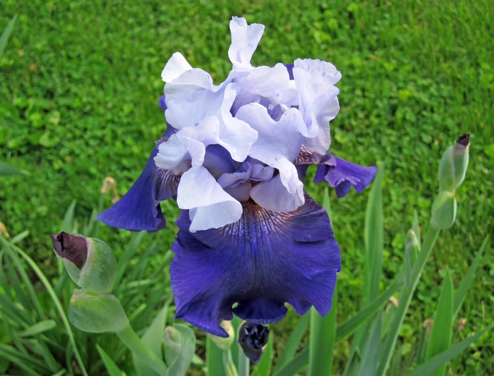 Bearded Iris (Iris X Germanica Hybrids) — They bloom mainly in late spring to early summer; bearded Iris (Iris x germanica Hybrids) graces gardens, image 86