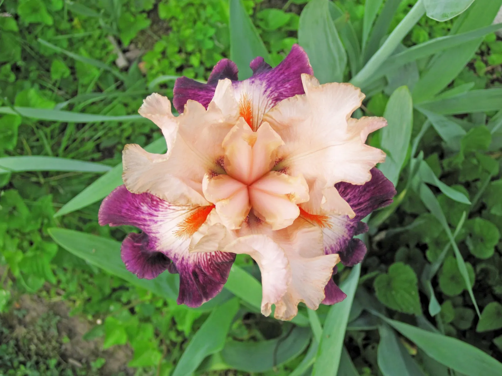 Bearded Iris (Iris X Germanica Hybrids) — they make splendid borders or accent plants; sword-like foliage and elaborate, image 175