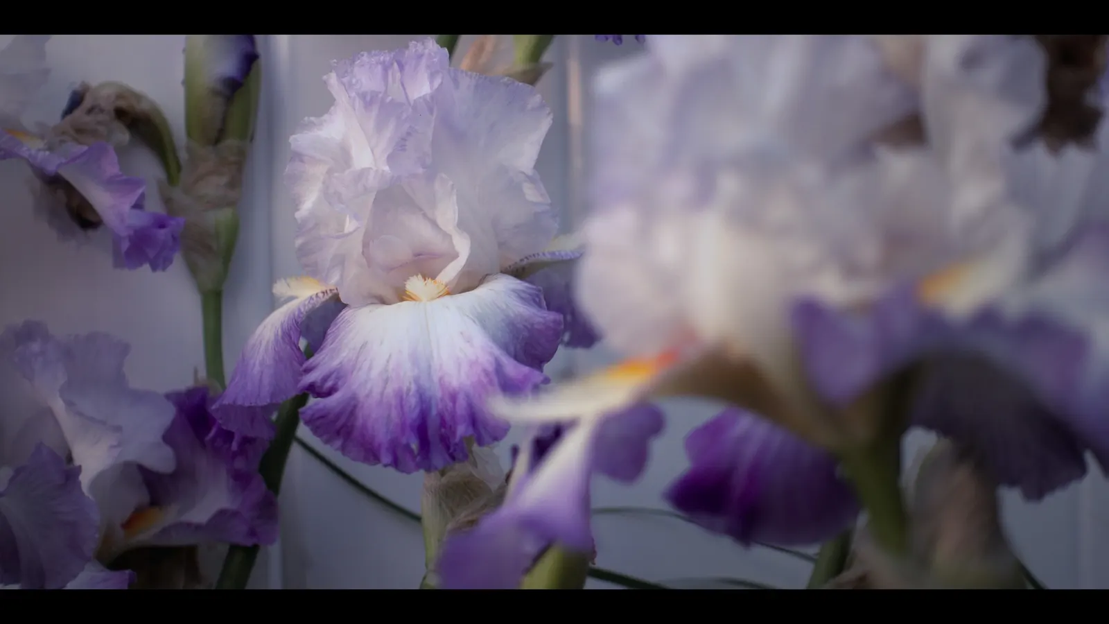 Bearded Iris (Iris X Germanica Hybrids) — scientifically known as Iris x germanica Hybrids; zones 3-9 are ideal for cultivation, image 169