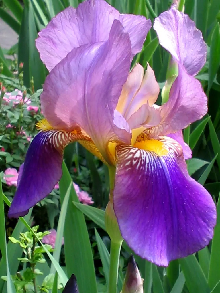 Bearded Iris (Iris X Germanica Hybrids) — This perennial features lush; requiring a minimum of six hours of direct sunlight a day to bloom profusely, image 140