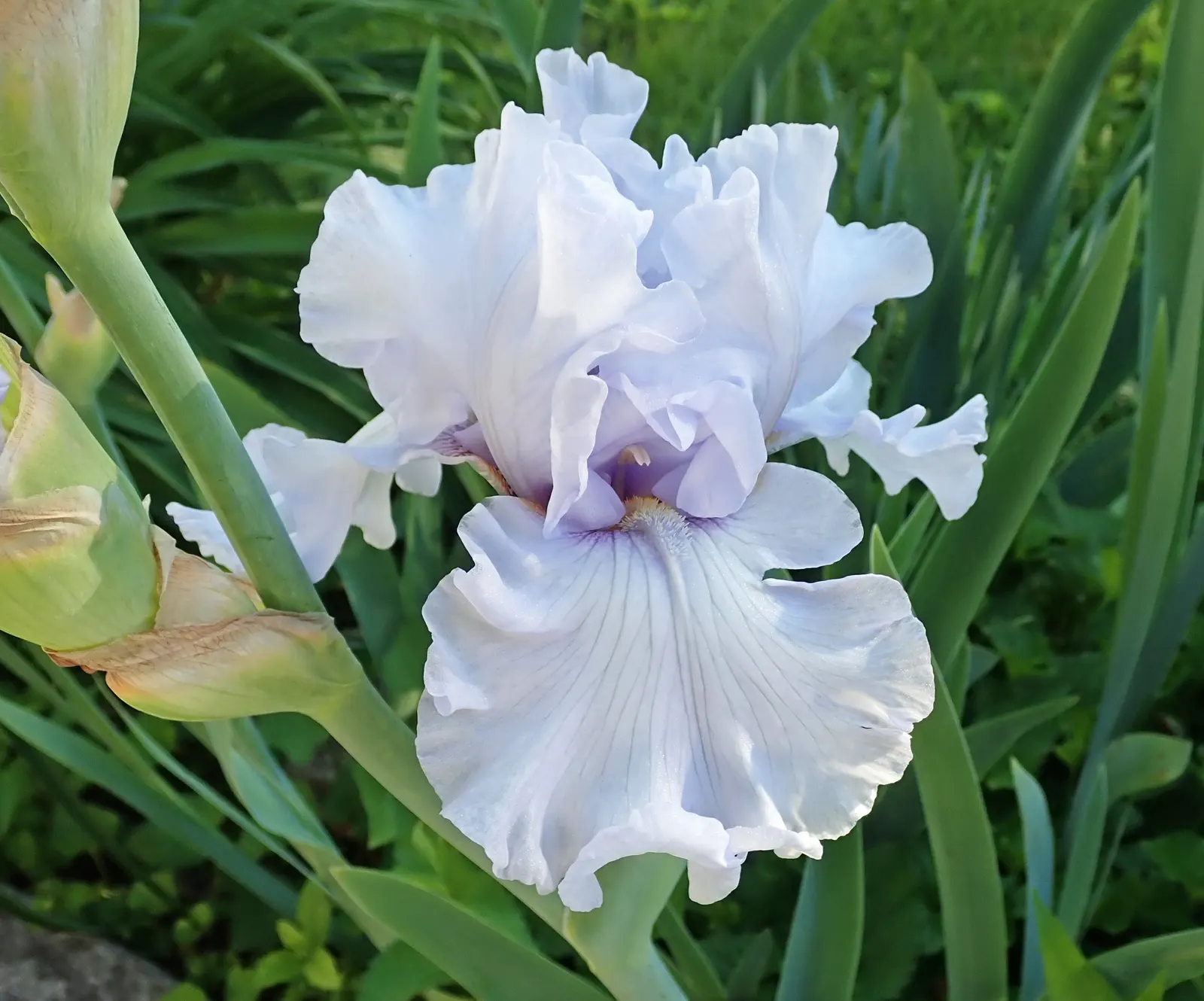 Bearded Iris (Iris X Germanica Hybrids) — with some varieties offering a secondary bloom in late summer to fall; scientifically known as Iris x, image 64