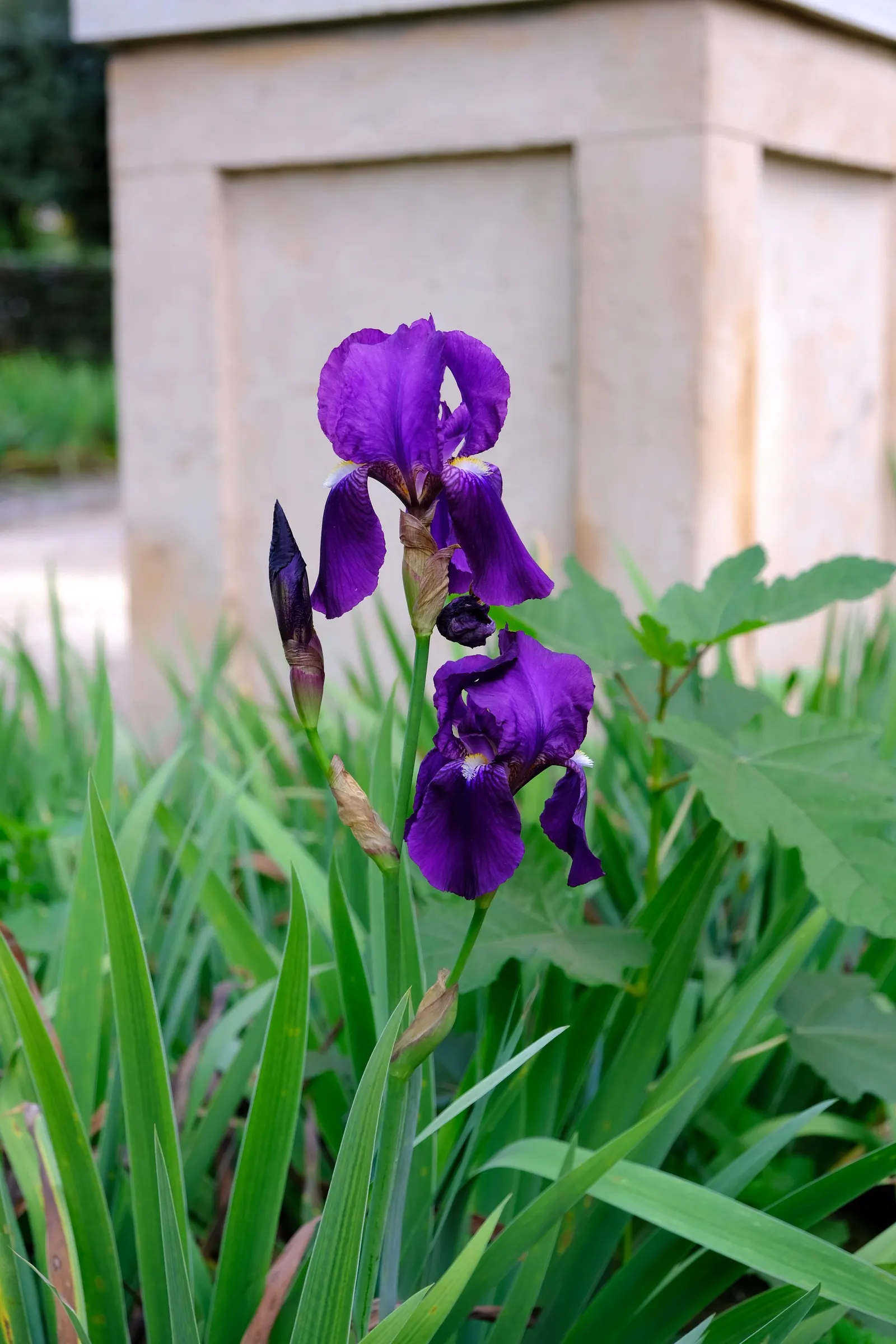 Bearded Iris (Iris X Germanica Hybrids) — sword-like foliage and elaborate