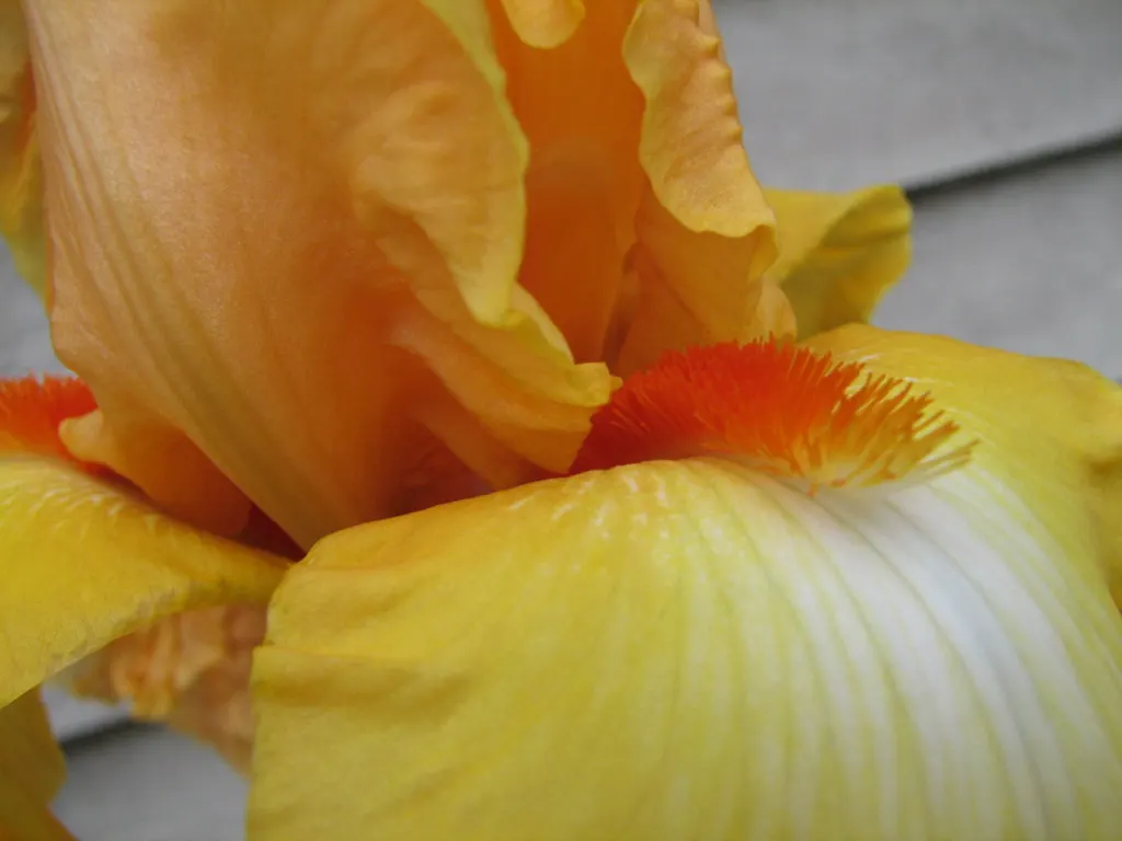 Bearded Iris (Iris X Germanica Hybrids) — They bloom mainly in late spring to early summer; bearded Iris (Iris x germanica Hybrids) graces gardens, image 155