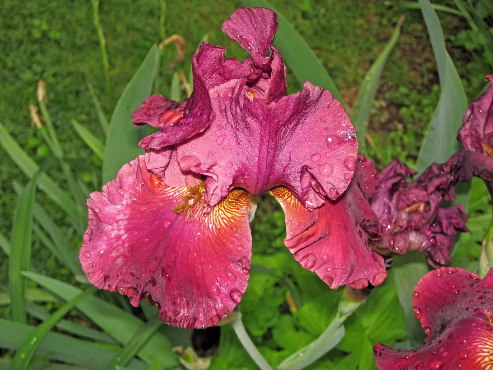 Bearded Iris (Iris X Germanica Hybrids) — They bloom mainly in late spring to early summer; bearded Iris (Iris x germanica Hybrids) graces gardens with its