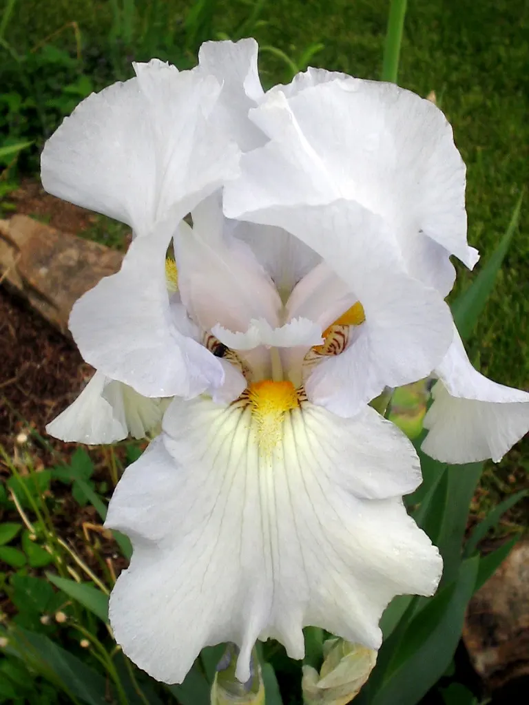 Bearded Iris (Iris X Germanica Hybrids) — sword-like foliage and elaborate; with some varieties offering a secondary bloom in late summer to fall, image 141