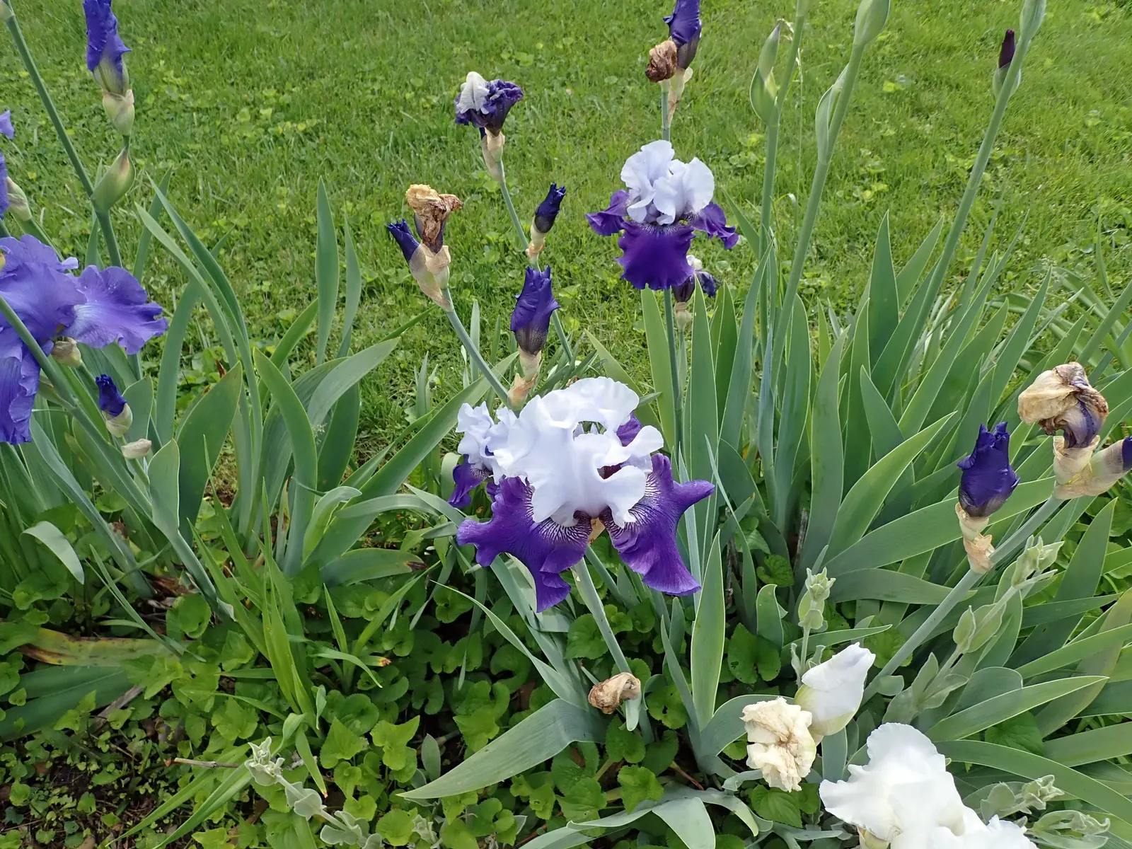 Bearded Iris (Iris X Germanica Hybrids) — <br><br>Bearded Irises are also relatively drought-tolerant once established; the Bearded Iris flourishes, image 130