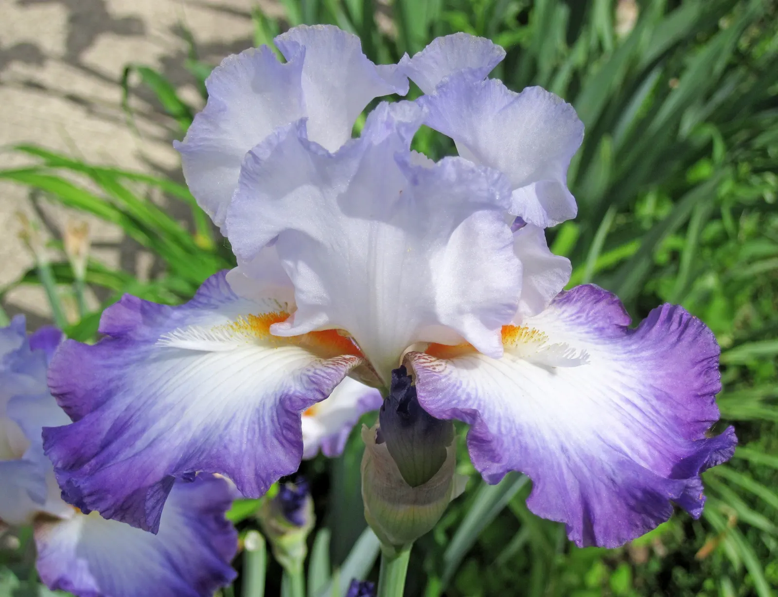 Bearded Iris (Iris X Germanica Hybrids) — sword-like foliage and elaborate; with some varieties offering a secondary bloom in late summer to fall, image 118