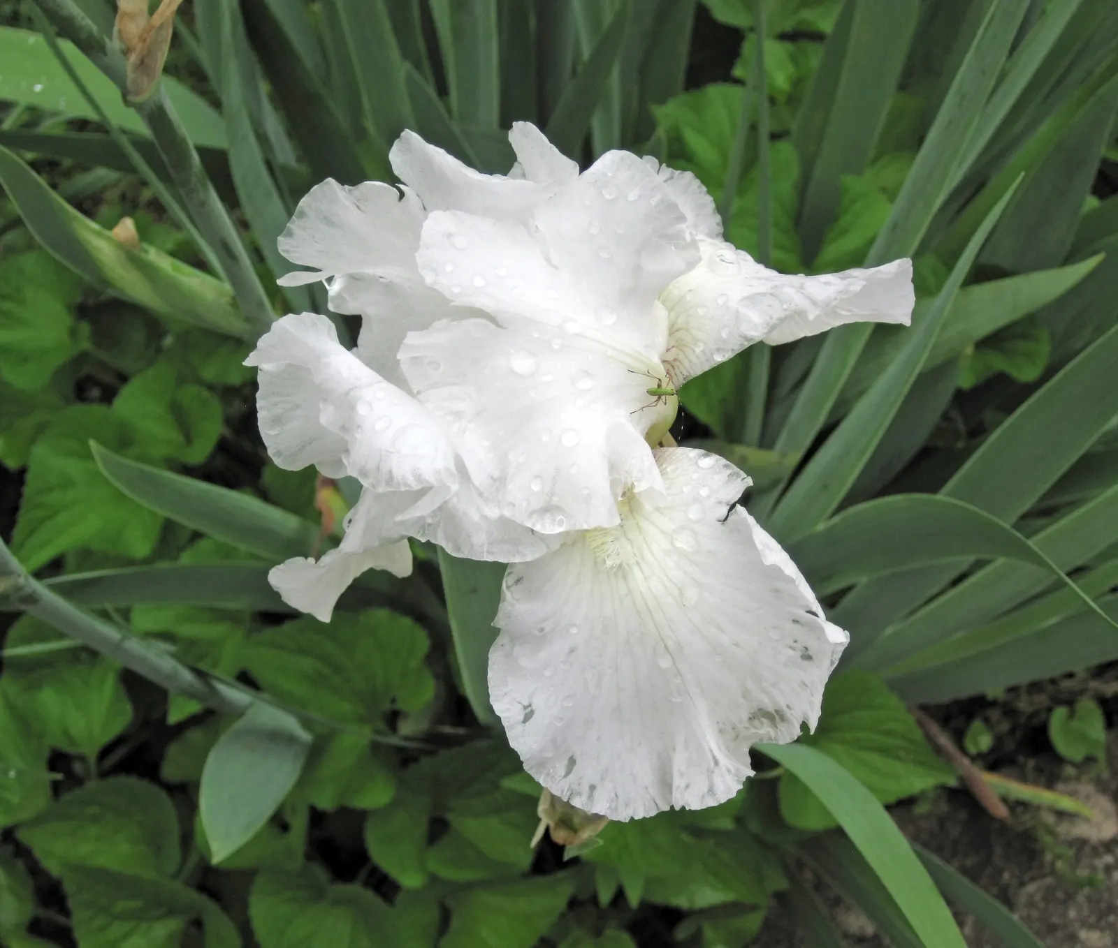 Bearded Iris (Iris X Germanica Hybrids) — Blooming in late spring, they provide a stunning focal point; although consistent moisture is important, image 98