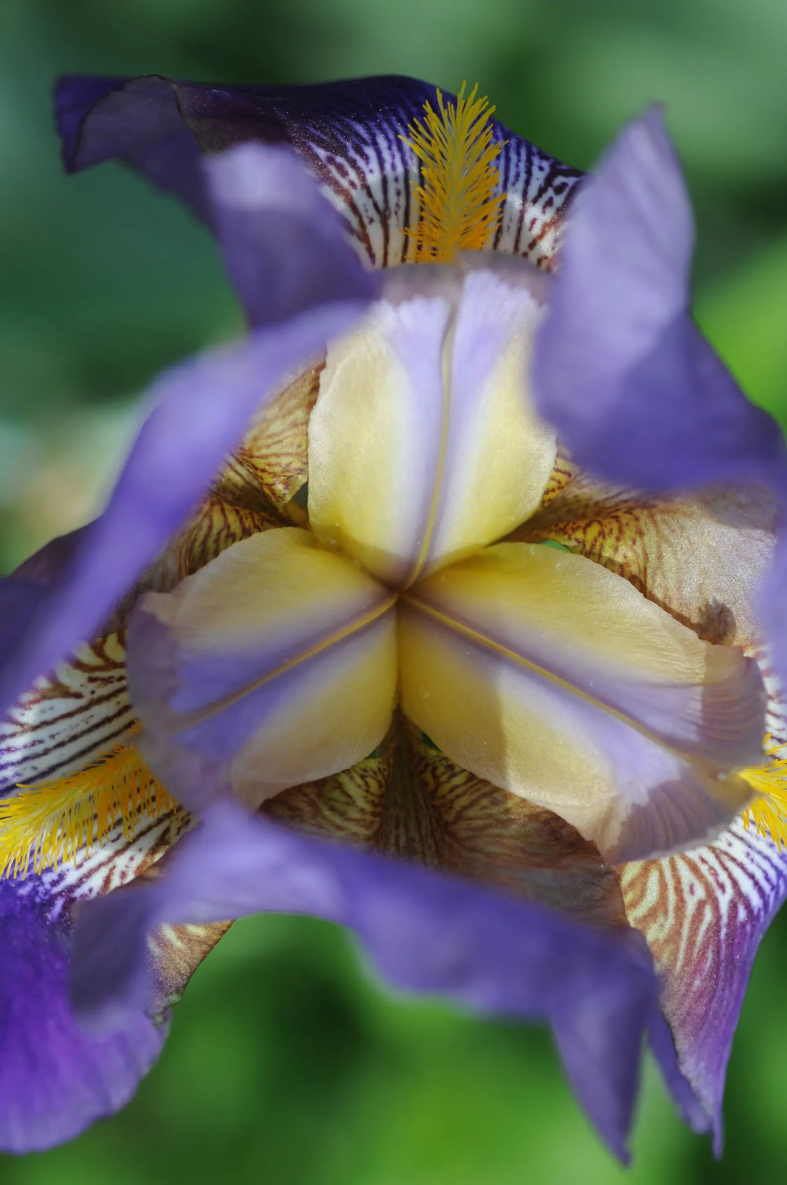 Bearded Iris (Iris X Germanica Hybrids) — This perennial features lush; requiring a minimum of six hours of direct sunlight a day to bloom profusely, image 71