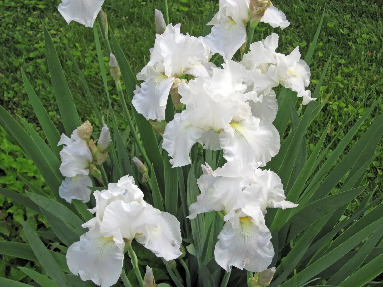 Bearded Iris (Iris X Germanica Hybrids) — transcending into whites and even bi-colors.<br><br>With a hardiness spanning USDA zones 3 through 10; they make