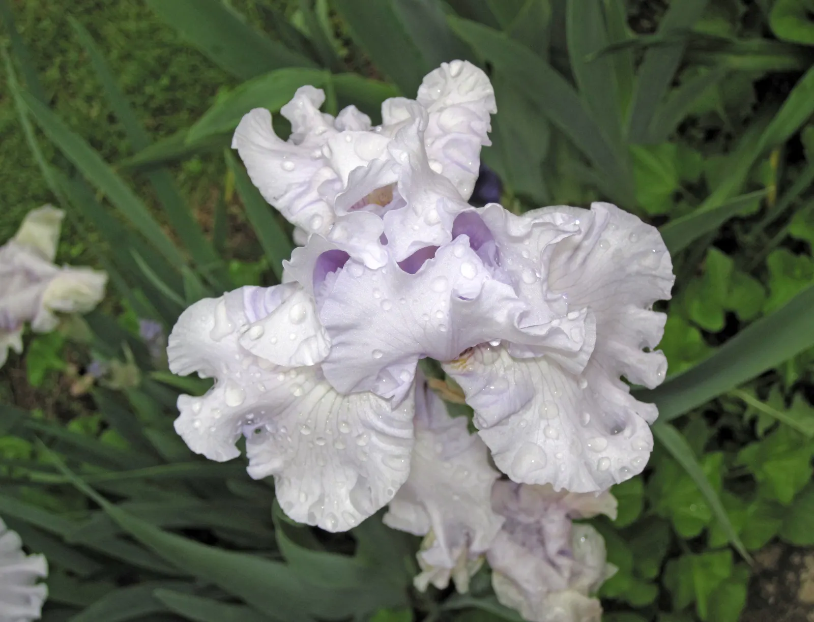 Bearded Iris (Iris X Germanica Hybrids) — the Bearded Iris flourishes in full sun exposure; yellow flowers in the garden, image 79