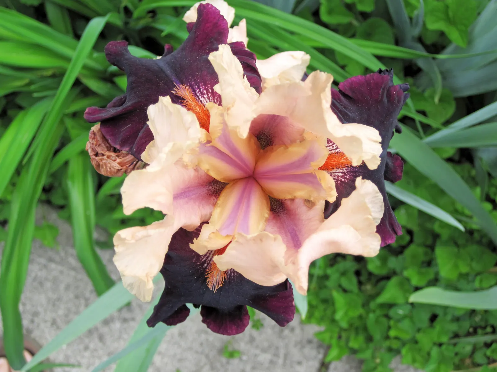 Bearded Iris (Iris X Germanica Hybrids) — Zones 3-9 are ideal for cultivation; perennial for full or half, image 191