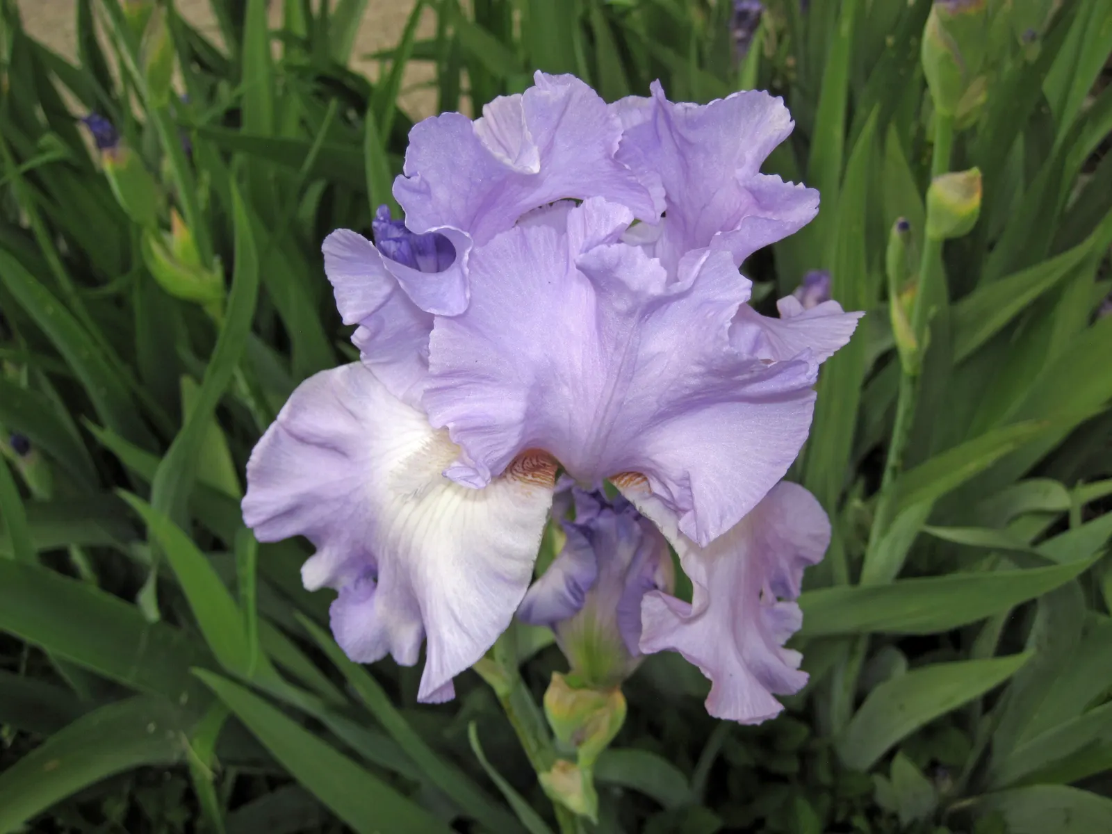 Bearded Iris (Iris X Germanica Hybrids) — yellow flowers in the garden; blooming in late spring, they provide a stunning focal point, image 182