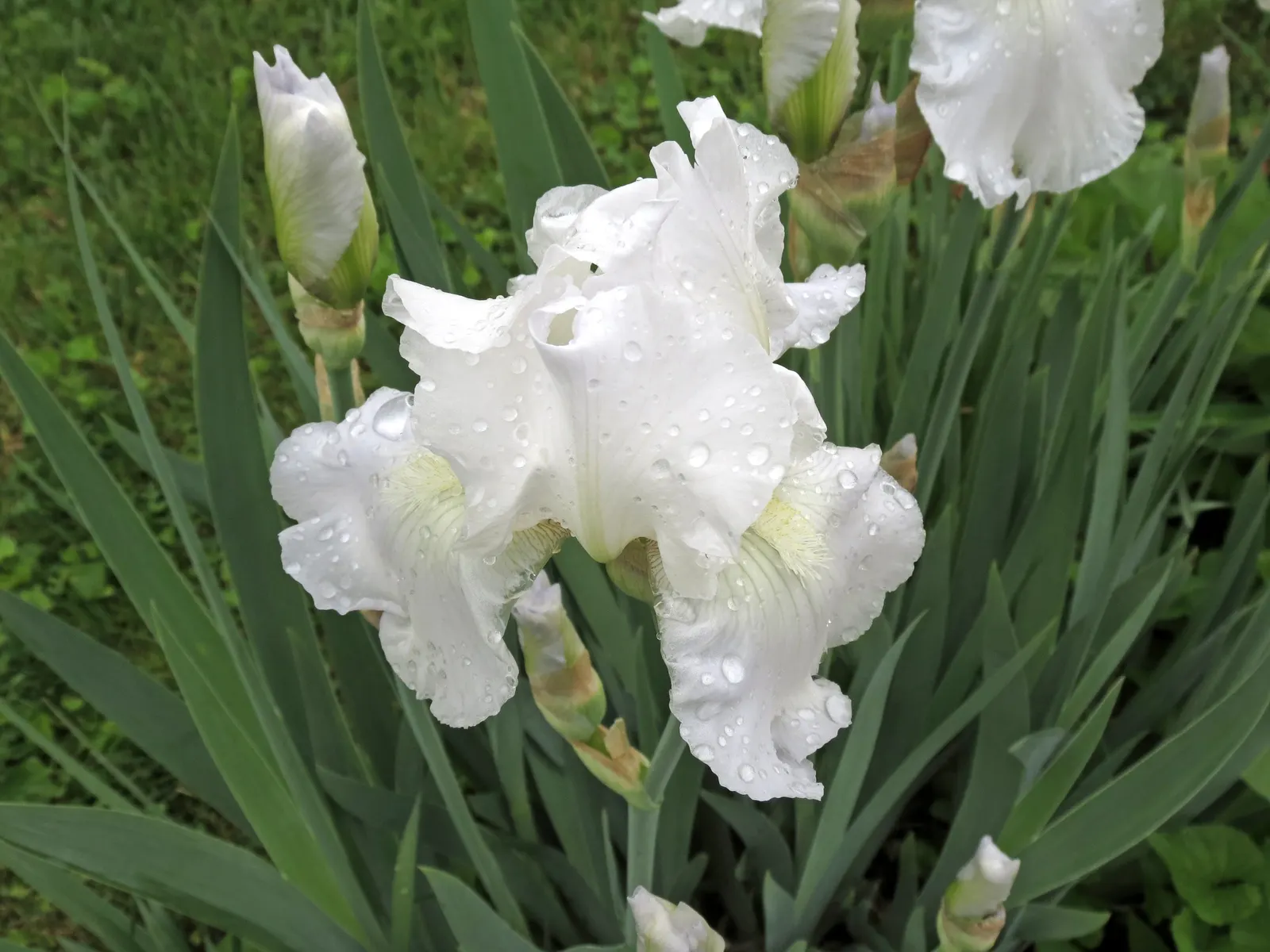 Bearded Iris (Iris X Germanica Hybrids) — sword-like foliage and elaborate; with some varieties offering a secondary bloom in late summer to fall, image 95