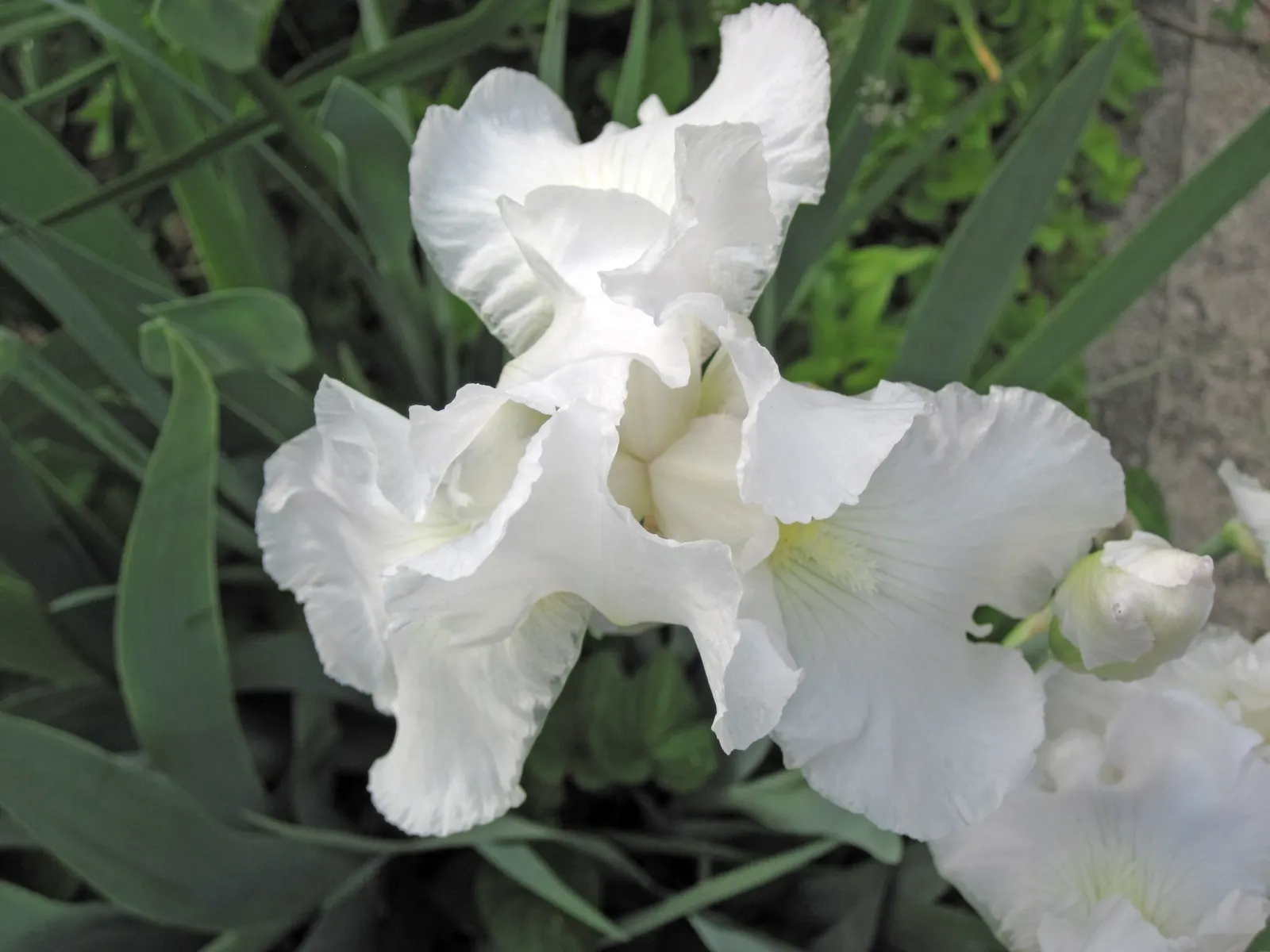 Bearded Iris (Iris X Germanica Hybrids) — Bearded Iris (Iris x germanica Hybrids) graces gardens with its striking blooms atop 18-36 inch tall stalks; ruffled