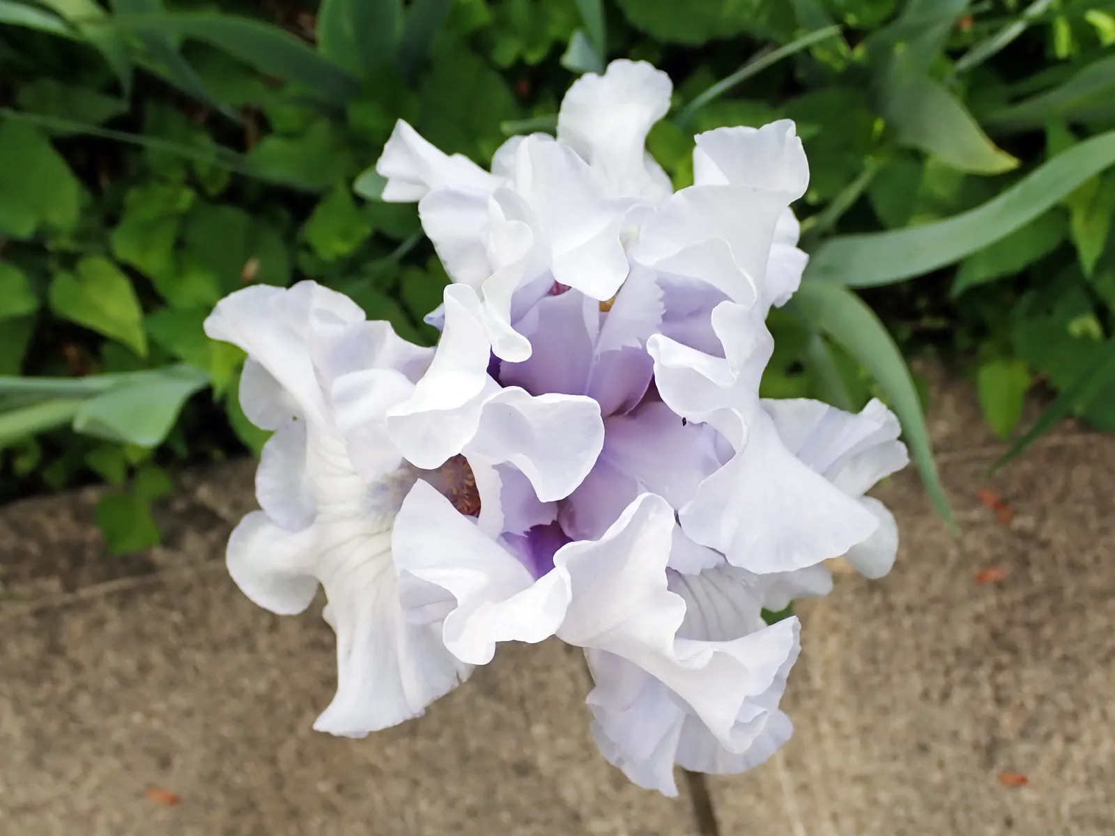 Bearded Iris (Iris X Germanica Hybrids) — yellow flowers in the garden; blooming in late spring, they provide a stunning focal point