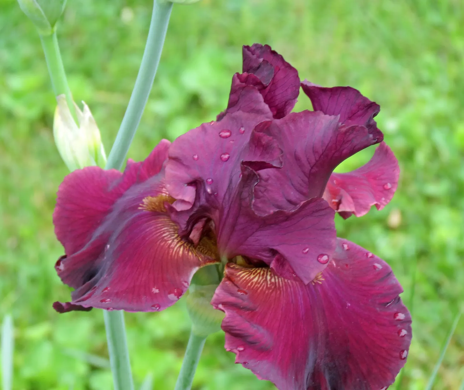 Bearded Iris (Iris X Germanica Hybrids) — requiring a minimum of six hours of direct sunlight a day to bloom profusely; available in a wide color, image 149