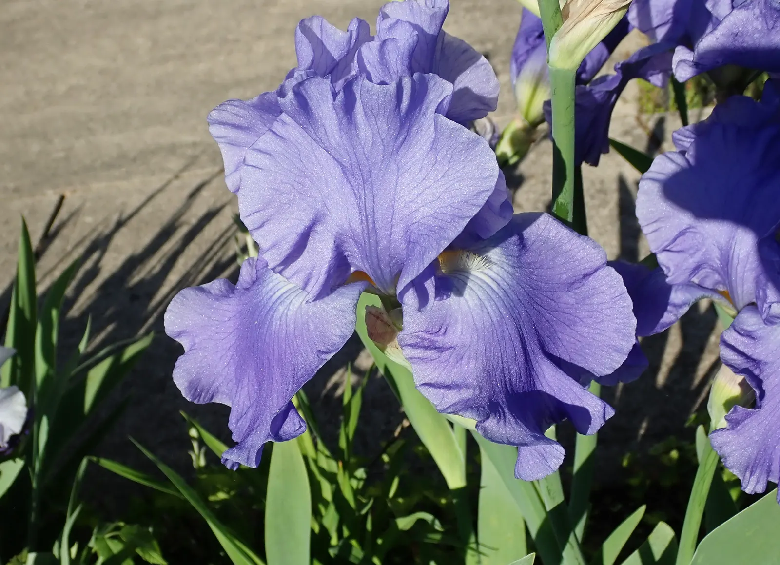 Bearded Iris (Iris X Germanica Hybrids) — ruffled flowers that span up to 6 inches across; this perennial features lush, image 142