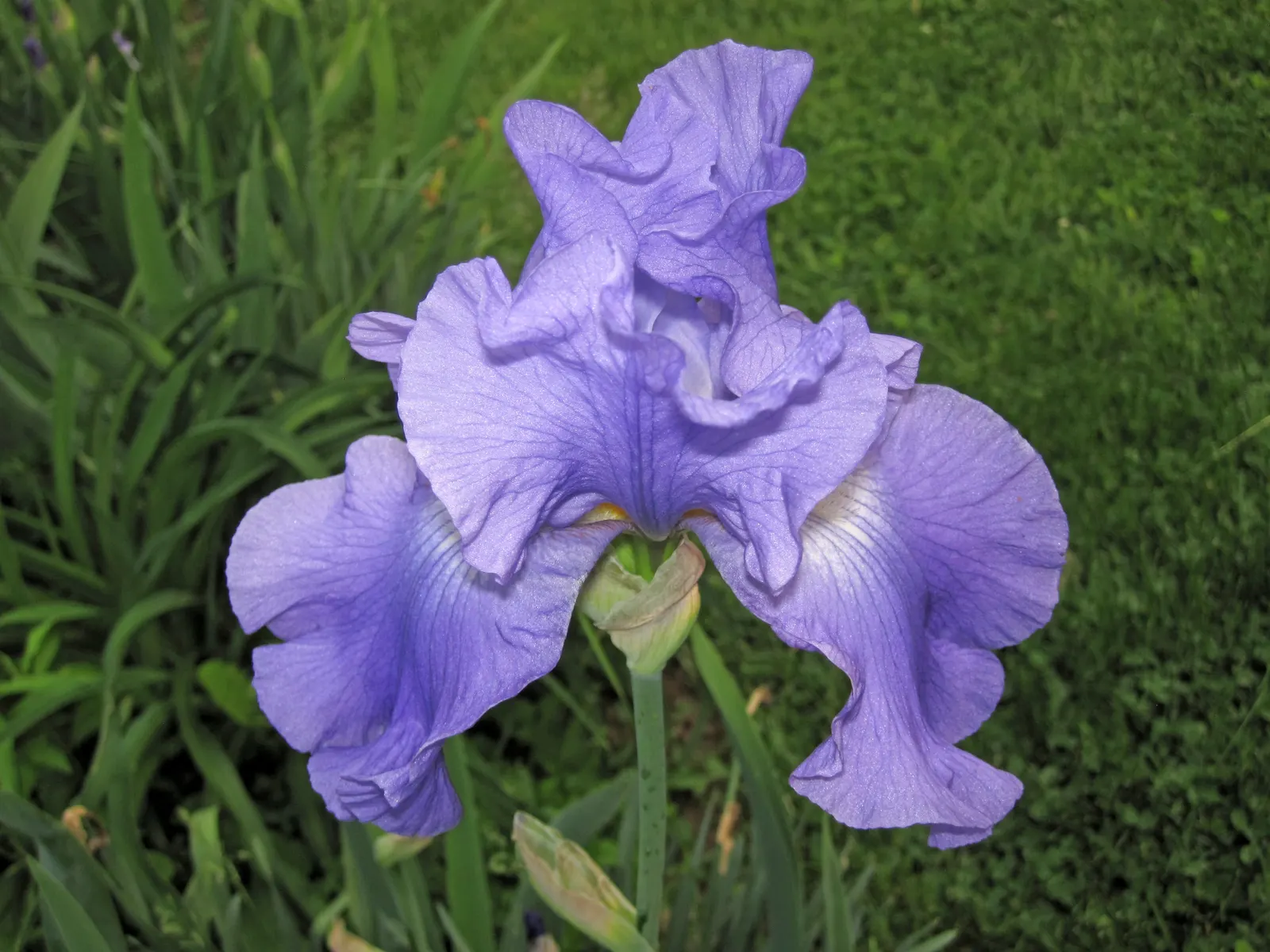 Bearded Iris (Iris X Germanica Hybrids) — perennial with yellow blooms; growing to heights of roughly 18 to 36 inches with a spread up to 24 inches, image 68