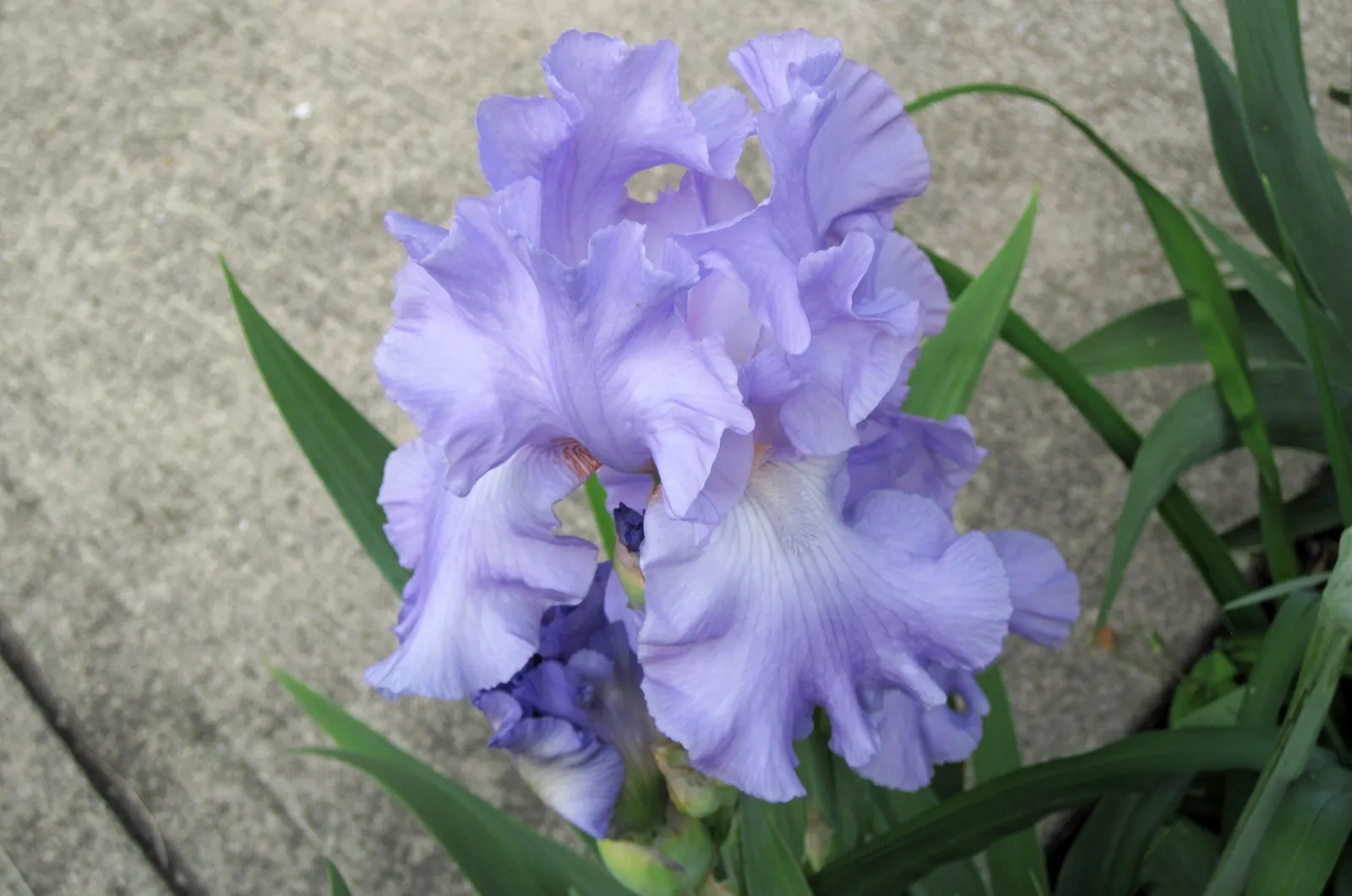 Bearded Iris (Iris X Germanica Hybrids) — ruffled flowers that span up to 6 inches across; this perennial features lush