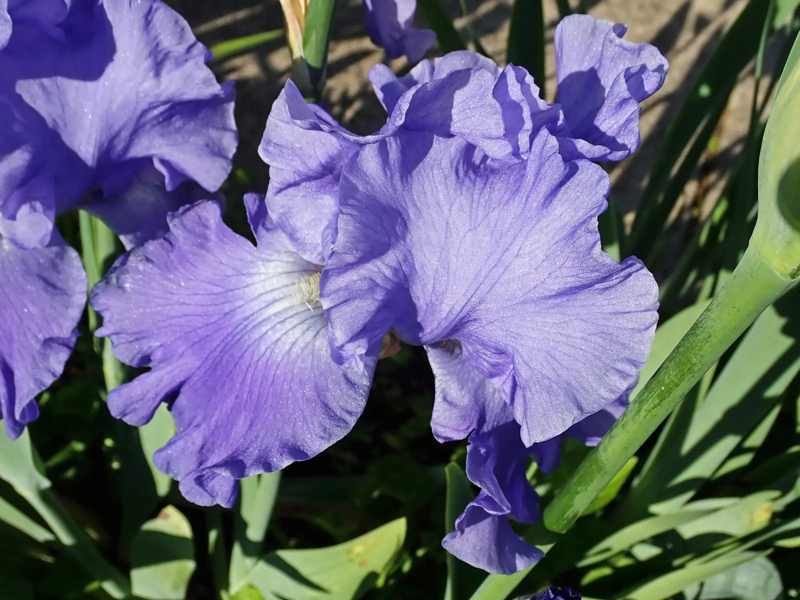 Bearded Iris (Iris X Germanica Hybrids) — with some varieties offering a secondary bloom in late summer to fall; scientifically known as Iris x, image 110