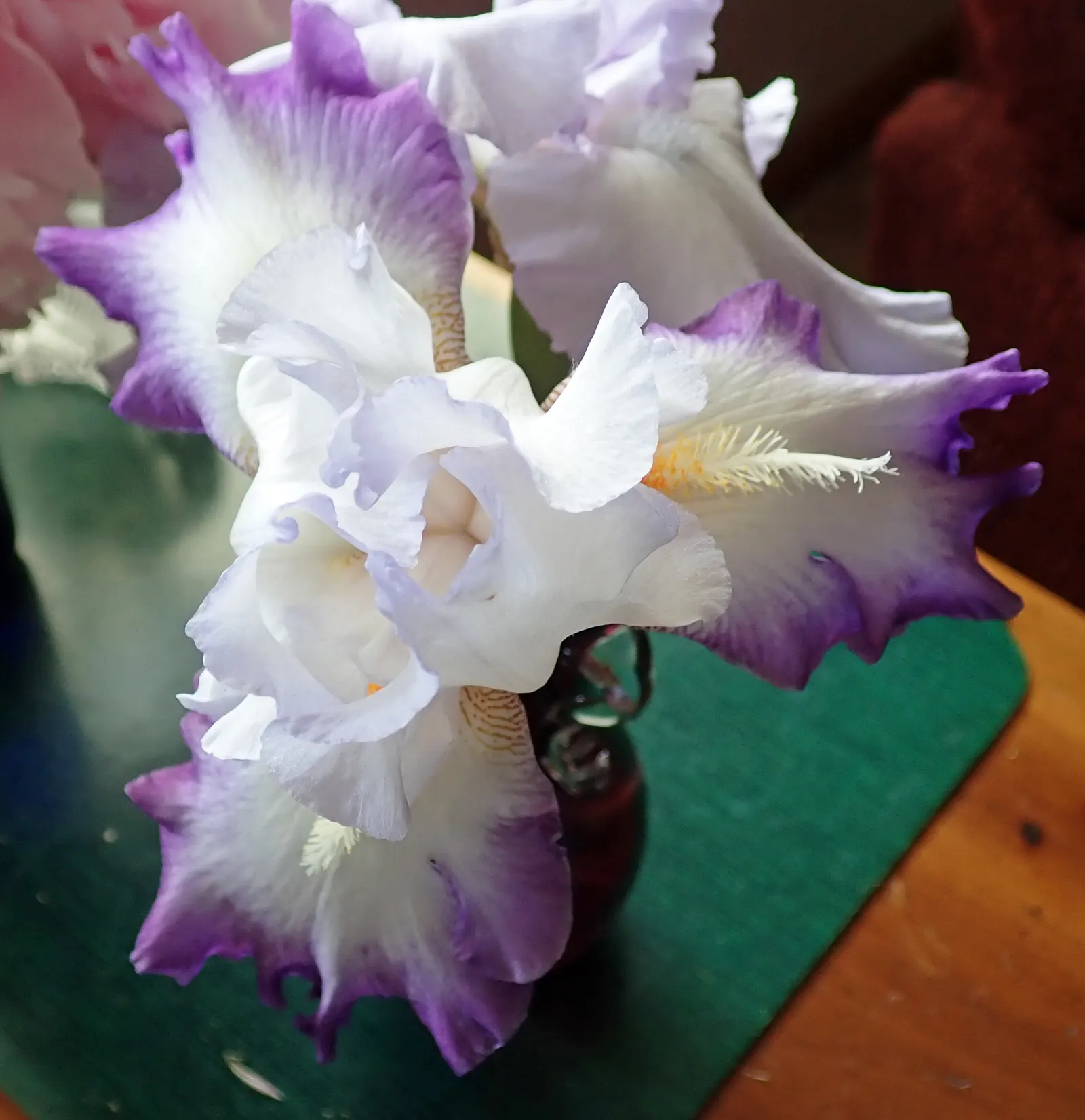 Bearded Iris (Iris X Germanica Hybrids) — This perennial features lush; requiring a minimum of six hours of direct sunlight a day to bloom profusely