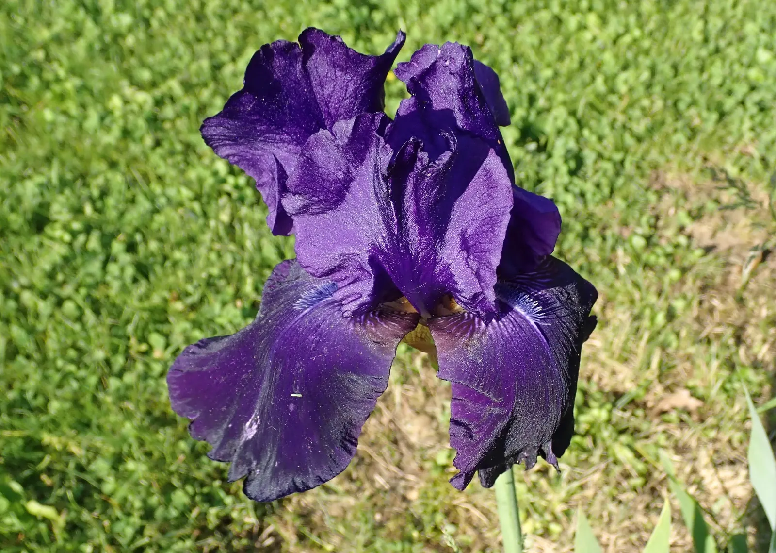 Bearded Iris (Iris X Germanica Hybrids) — they make splendid borders or accent plants; sword-like foliage and elaborate, image 83