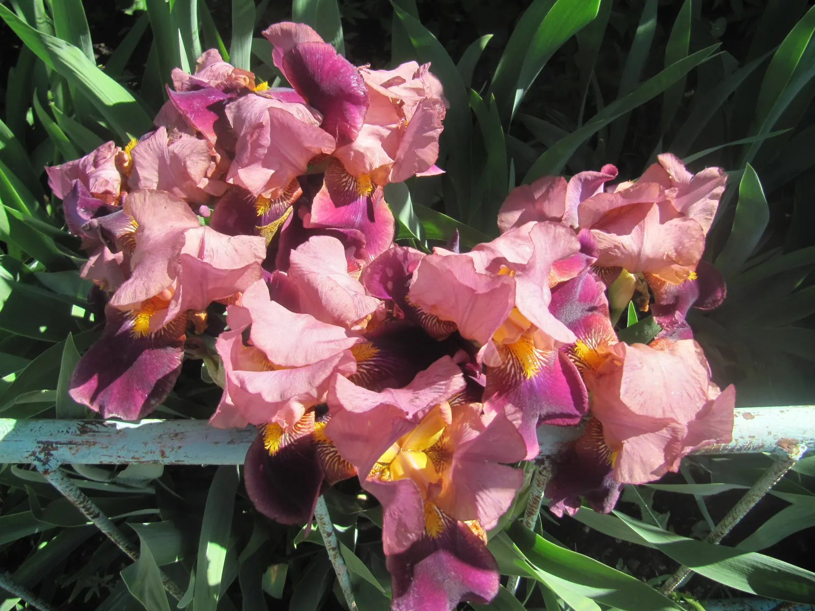 Bearded Iris (Iris X Germanica Hybrids) — transcending into whites and even bi-colors.<br><br>With a hardiness spanning USDA zones 3 through 10, image 78