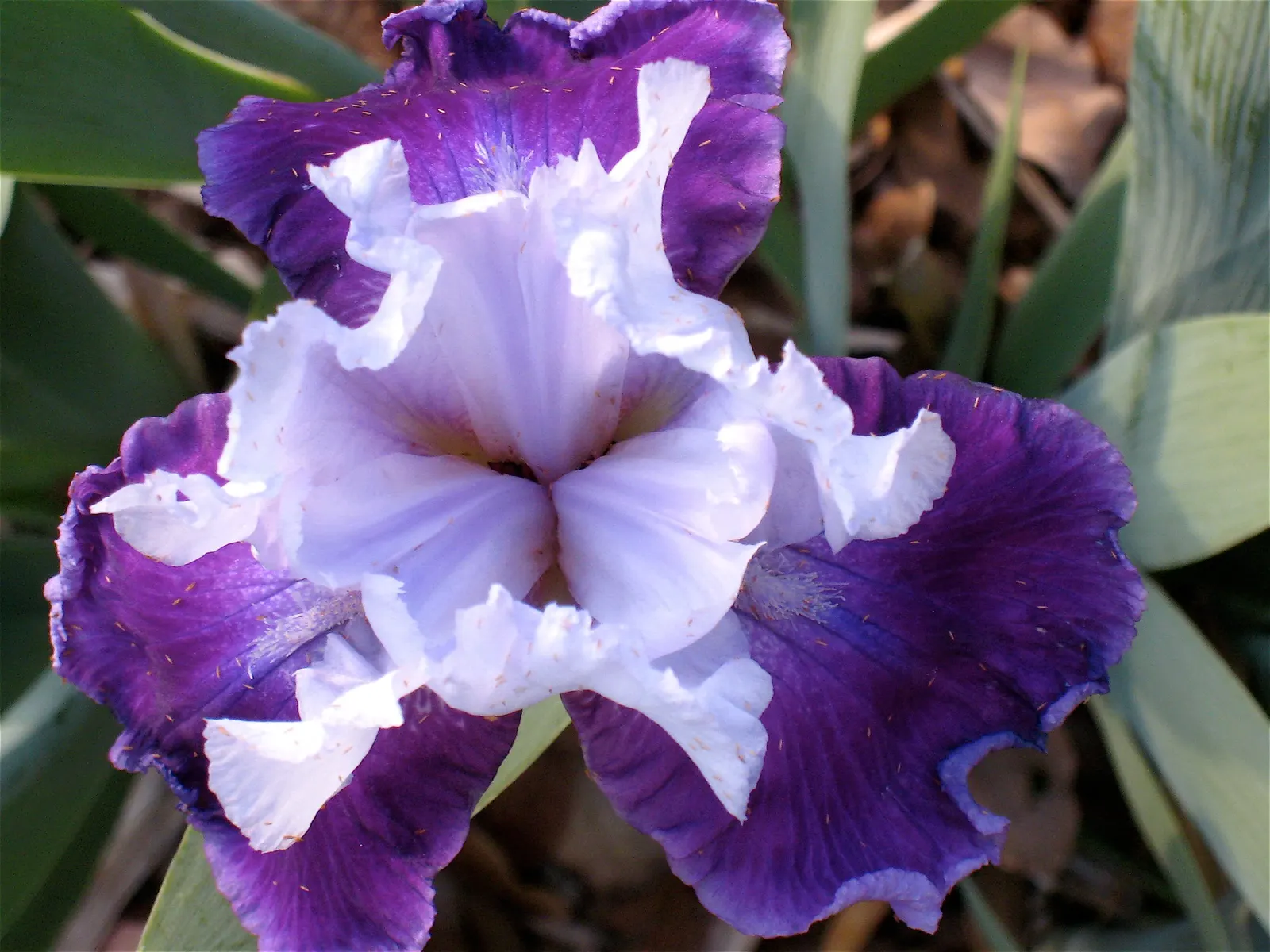 Bearded Iris (Iris X Germanica Hybrids) — Bearded Iris (Iris x germanica Hybrids) graces gardens with its striking blooms atop 18-36 inch tall, image 116