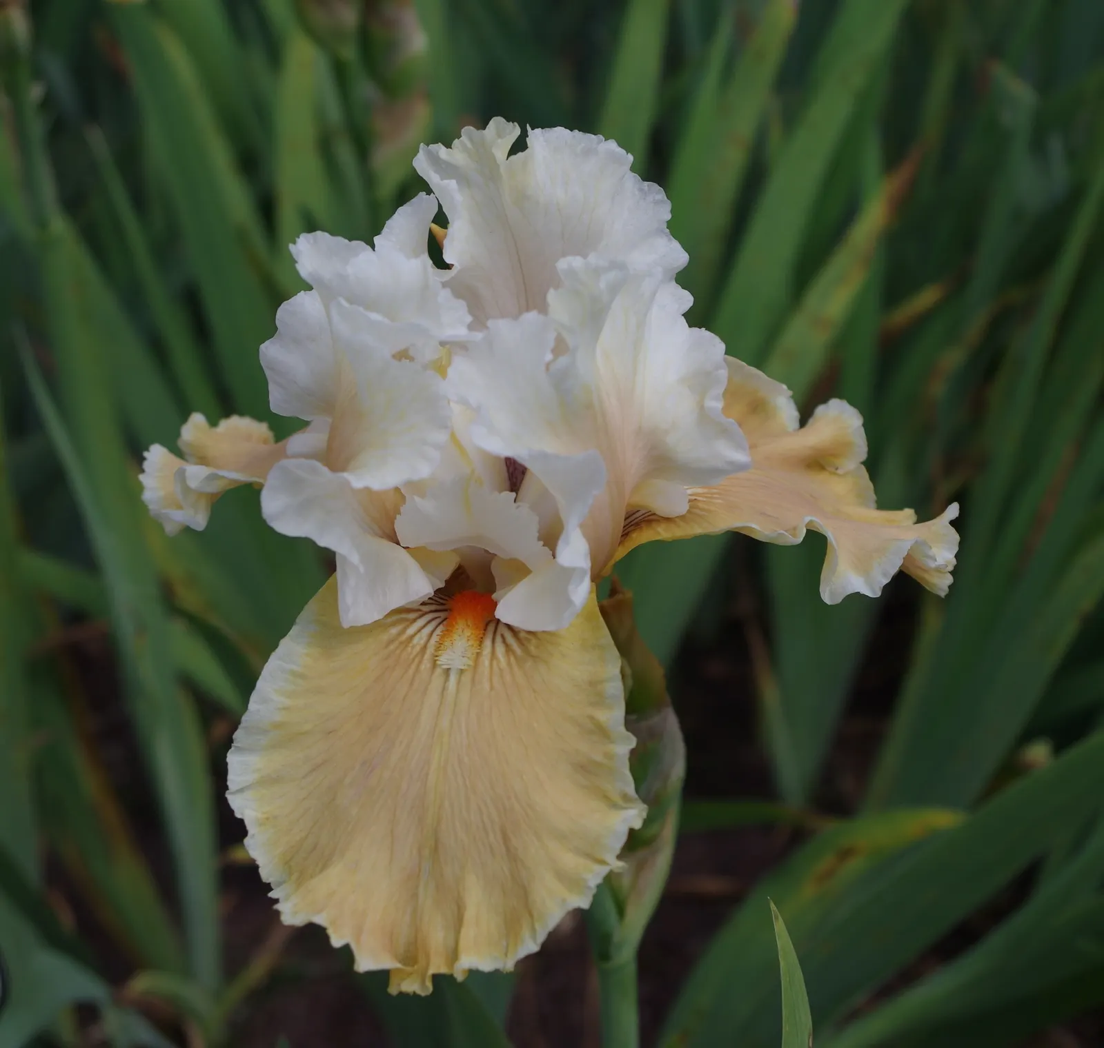 Bearded Iris (Iris X Germanica Hybrids) — Bearded Irises are an outstanding addition to a garden where form and function are desired in equal measure