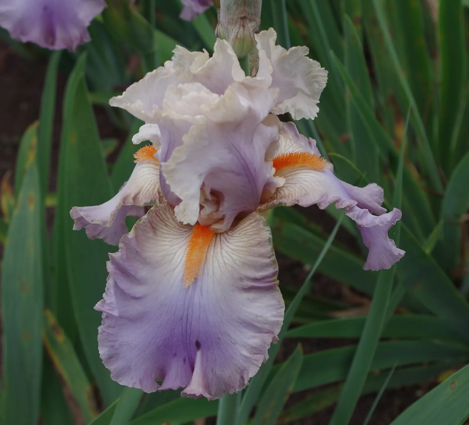 Bearded Iris (Iris X Germanica Hybrids) — Growing to heights of roughly 18 to 36 inches with a spread up to 24 inches; known as, image 151